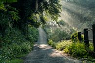 A serene sunlit path through a lush forest in Taipei, Taiwan, capturing the morning light and natural beauty.